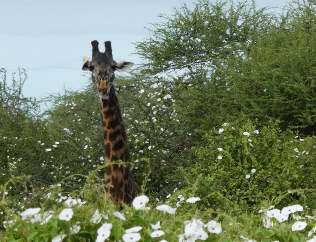 Safari vehicle driving through Tsavo East savannah