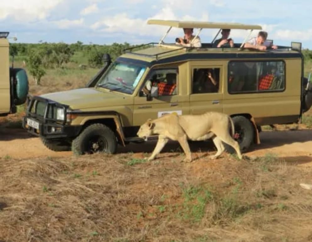 Safari travelers spotting wildlife through pop-up roof vehicle