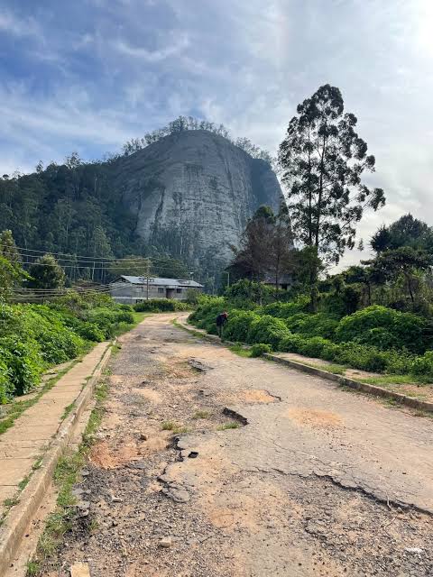 Lush green hiking trail in the Taita Hills cloud forest