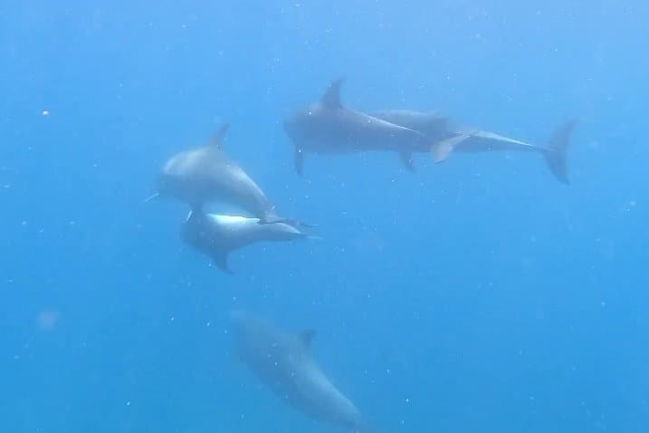 Wild dolphins swimming in the turquoise waters of Kisite marine park